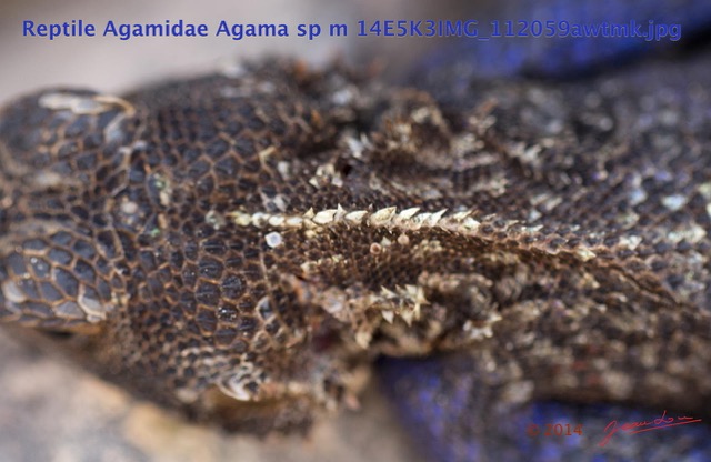 094 Reptilia Squamata Agamidae Agama lebretoni m 14E5K3IMG_112059awtmk.jpg