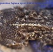 094 Reptilia Squamata Agamidae Agama lebretoni m 14E5K3IMG_112059awtmk.jpg