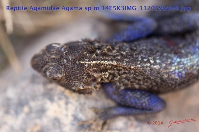 095 Reptilia Squamata Agamidae Agama lebretoni m 14E5K3IMG_112059wtmk.jpg