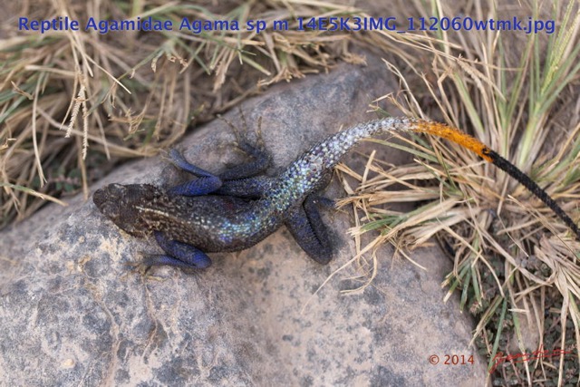 096 Reptilia Squamata Agamidae Agama lebretoni m 14E5K3IMG_112060wtmk.jpg