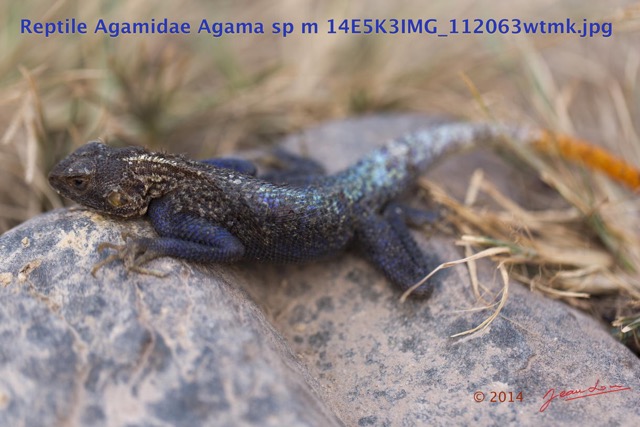 098 Reptilia Squamata Agamidae Agama lebretoni m 14E5K3IMG_112063wtmk.jpg