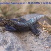 098 Reptilia Squamata Agamidae Agama lebretoni m 14E5K3IMG_112063wtmk.jpg