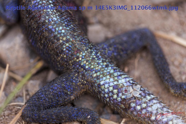 099 Reptilia Squamata Agamidae Agama lebretoni m 14E5K3IMG_112066wtmk.jpg
