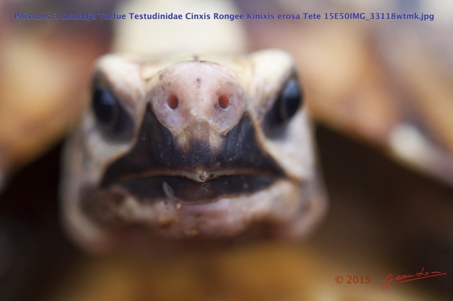009 Poissons 3 Okondja Tortue Testudinidae Cinixys Rongee Kinixis erosa Tete 15E50IMG_33118wtmk.jpg