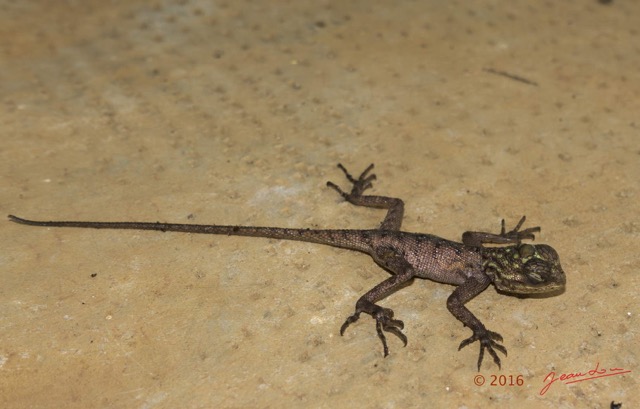 019 Reptilia Squamata Agamidae Agama lebretoni Juvenile Franceville 16RX104DSC1000463wtmk.jpg