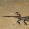 019 Reptilia Squamata Agamidae Agama lebretoni Juvenile Franceville 16RX104DSC1000463wtmk.jpg