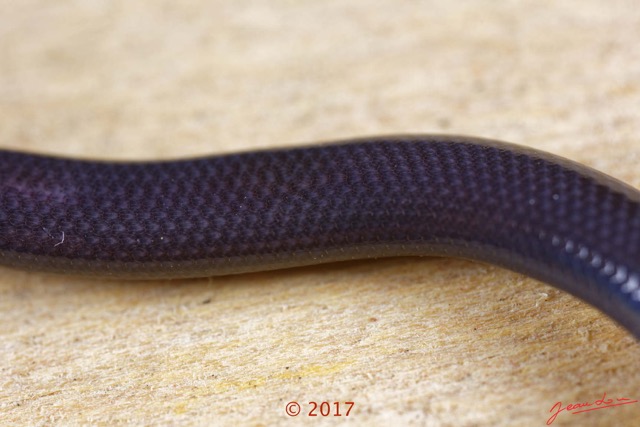 028 Franceville Reptilia Squamata Scincidae Feylinia currori 17E5K3IMG_171114125951_DxOwtmk.jpg