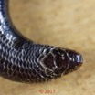032 Franceville Reptilia Squamata Scincidae Feylinia currori 17E5K3IMG_171114125960_DxOwtmk.jpg