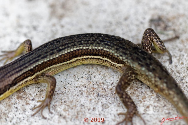 034 Reptilia 004 Squamata Scincidae Trachylepis affinis 19E5M3IMG_190106130389_DxOwtmk 150k.jpg