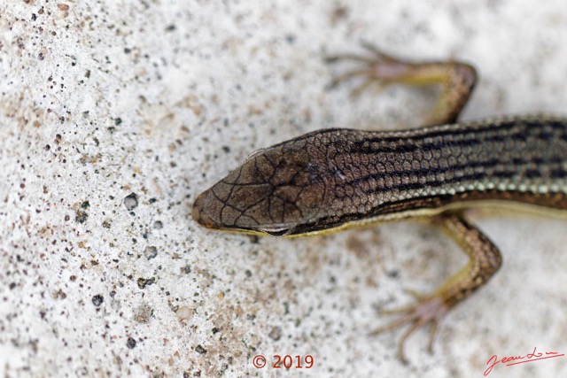 036 Reptilia 004 Squamata Scincidae Trachylepis affinis 19E5M3IMG_190106130392_DxOwtmk 150k.jpg