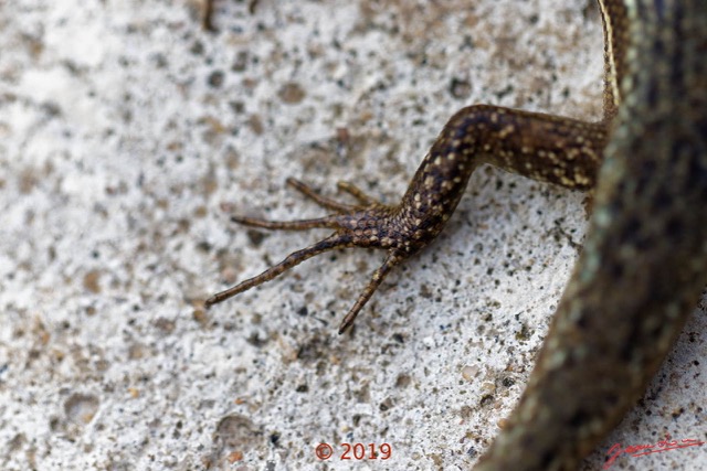 038 Reptilia 004 Squamata Scincidae Trachylepis affinis 19E5M3IMG_190106130399_DxOwtmk 150k.jpg