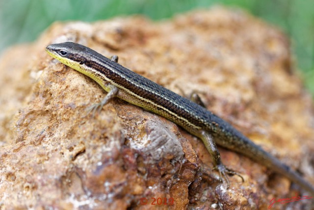 042 Reptilia 004 Squamata Scincidae Trachylepis affinis 19E5M3IMG_190106130407_DxOwtmk 150k.jpg