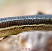 045 Reptilia 004 Squamata Scincidae Trachylepis affinis 19E5M3IMG_190106130414_DxOwtmk 150k.jpg
