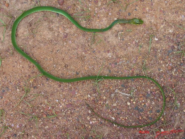 003 Reptilia Squamata Colubridae Serpent 02 Hapsidophrys smaragdina IMG_1539WTMK.JPG