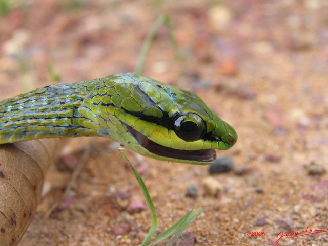 004 Reptilia Squamata Colubridae Serpent 02 Hapsidophrys smaragdina IMG_1545WTMK.JPG