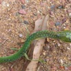 006 Reptilia Squamata Colubridae Serpent 02 Hapsidophrys smaragdina IMG_1554WTMK.JPG