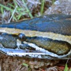 007 Reptilia Squamata Boidae Serpent 03 Python sebae IMG_2348aWTMK.JPG