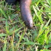 012 Reptilia Squamata Boidae Serpent 05 Calabaria reinhardtii IMG_3958WTMK.JPG