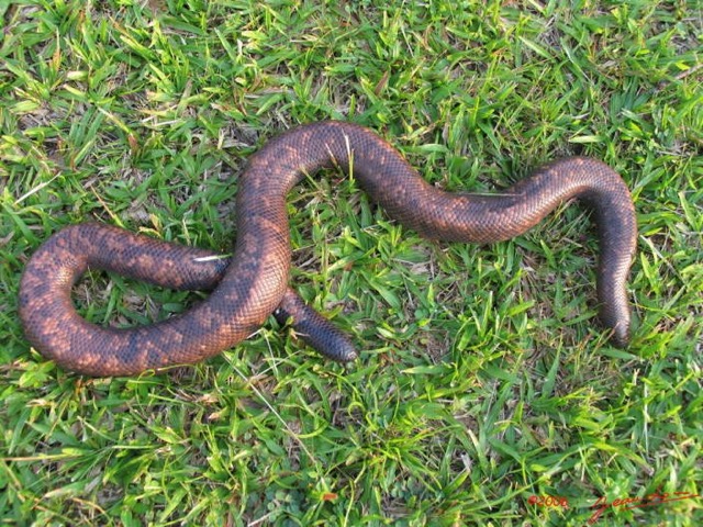 015 Reptilia Squamata Boidae Serpent 05 Calabaria reinhardtii IMG_3962WTMK.JPG