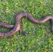 015 Reptilia Squamata Boidae Serpent 05 Calabaria reinhardtii IMG_3962WTMK.JPG