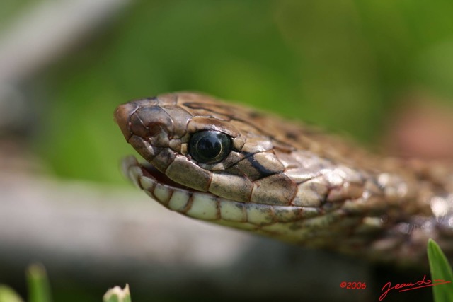020 Reptilia Squamata Viperidae Serpent 06 Causus maculatus IMG_1411WTMK.JPG