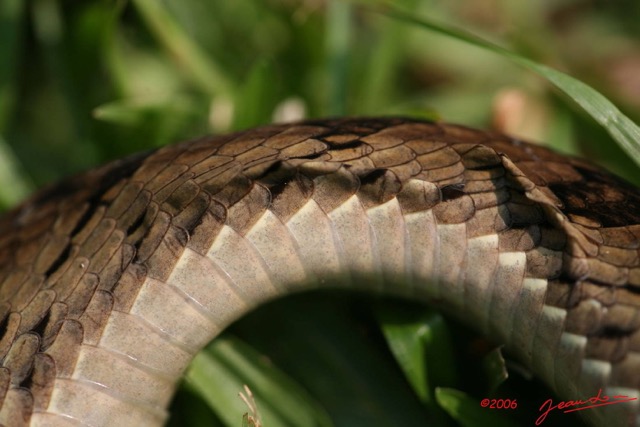 023 Reptilia Squamata Viperidae Serpent 06 Causus maculatus IMG_1415WTMK.JPG