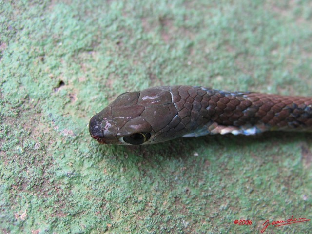 029 Reptilia Squamata Colubridae Serpent 08 Philothamnus carinatus 6IMG_3745WTMK.JPG