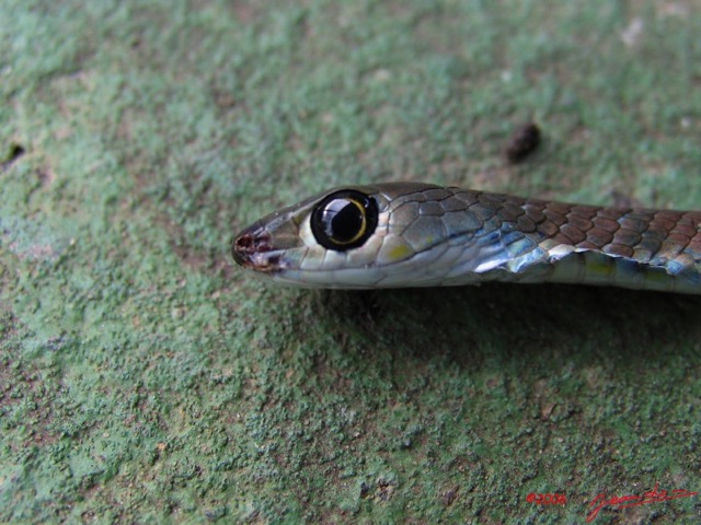 031 Reptilia Squamata Colubridae Serpent 08 Philothamnus carinatus 6IMG_3757WTMK.JPG