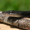 035 Reptilia Squamata Colubridae Serpent 09 7IMG_8770WTMK.JPG