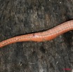 039 Reptilia Squamata Colubridae (Boiga) Toxicodryas pulverulenta Serpent 10 7EIMG_1843WTMK.JPG