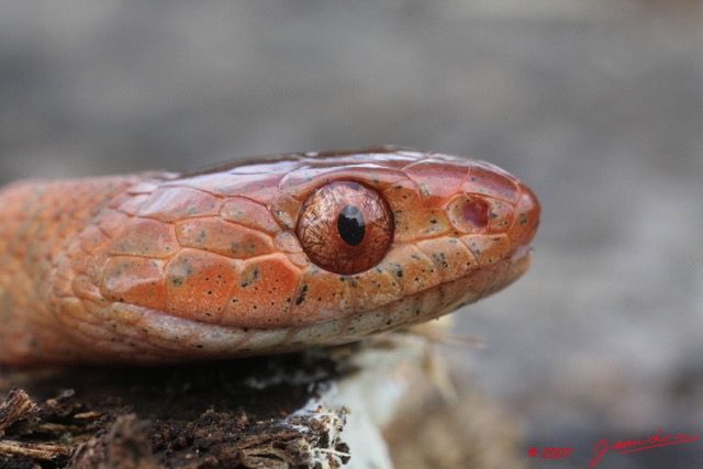 043 Reptilia Squamata Colubridae (Boiga) Toxicodryas pulverulenta Serpent 10 7EIMG_1872WTMK.JPG