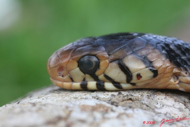 047 Reptilia Squamata Elapidae Serpent 13 Cobra Naja melanoleuca 8EIMG_3917WTMK.JPG