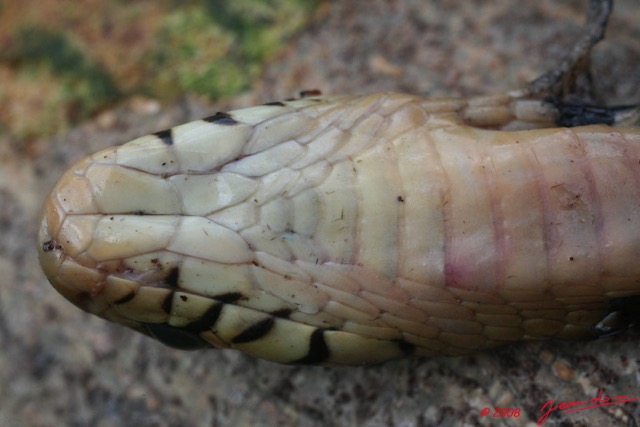 048 Reptilia Squamata Elapidae Serpent 13 Cobra Naja melanoleuca 8EIMG_3914WTMK.JPG