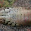 048 Reptilia Squamata Elapidae Serpent 13 Cobra Naja melanoleuca 8EIMG_3914WTMK.JPG