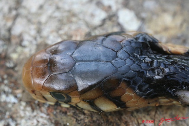 049 Reptilia Squamata Elapidae Serpent 13 Cobra Naja melanoleuca 8EIMG_3923WTMK.JPG