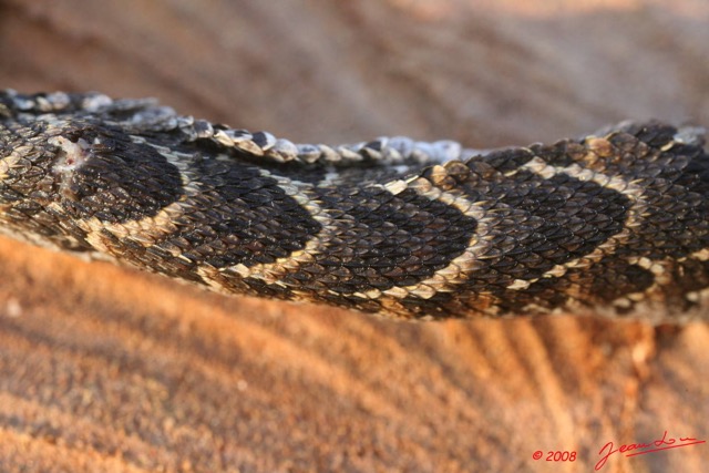 052 Reptilia Squamata Viperidae Serpent 14 Vipere Heurtante Bitis arietans Jeune 8EIMG_3864WTMK.JPG