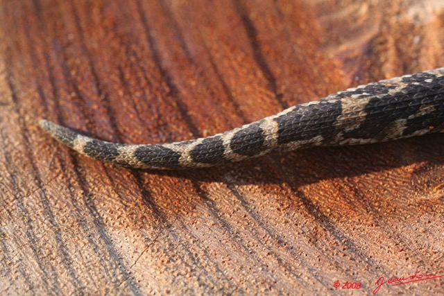 053 Reptilia Squamata Viperidae Serpent 14 Vipere Heurtante Bitis arietans Jeune 8EIMG_3865WTMK.JPG