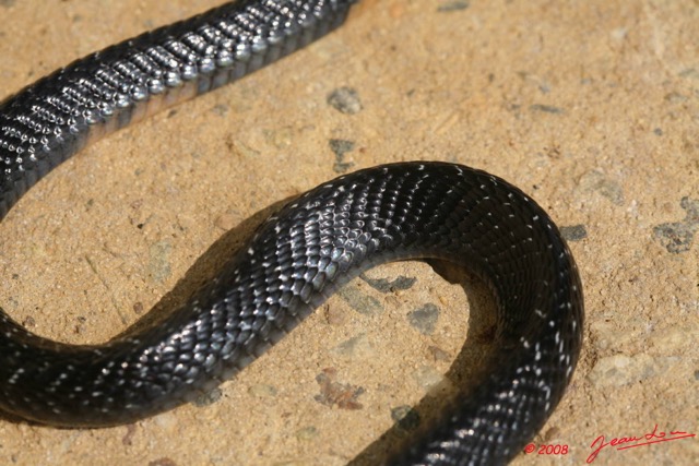 057 Reptilia Squamata Elapidae Serpent 15 Cobra Naja melanoleuca 8EIMG_4333WTMK.JPG