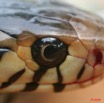 065 Reptilia Squamata Elapidae Serpent 15 Cobra Naja melanoleuca 8EIMG_4361WTMK.JPG