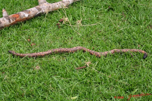 068 Reptilia Squamata Boidae Serpent 16 (Charina) Calabaria reinhardtii 8EIMG_4547WTMK.JPG