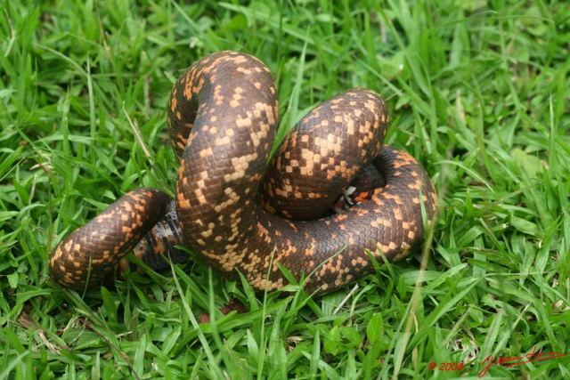 069 Reptilia Squamata Boidae Serpent 16 (Charina) Calabaria reinhardtii 8EIMG_4528WTMK.JPG