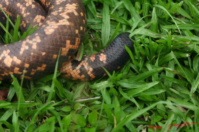 072 Reptilia Squamata Boidae Serpent 16 (Charina) Calabaria reinhardtii 8EIMG_4543WTMK.JPG