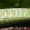 076 Reptilia Squamata Colubridae Serpent 17 Hapsidophrys smaragdina 8EIMG_14560WTMK.JPG