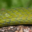 078 Reptilia Squamata Colubridae Serpent 17 Hapsidophrys smaragdina 8EIMG_14566WTMK.JPG