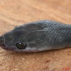 086 Reptilia Squamata Colubridae Serpent 18 (Lamprophis) Boaedon Fuliginosus 8EIMG_16100WTMK.JPG