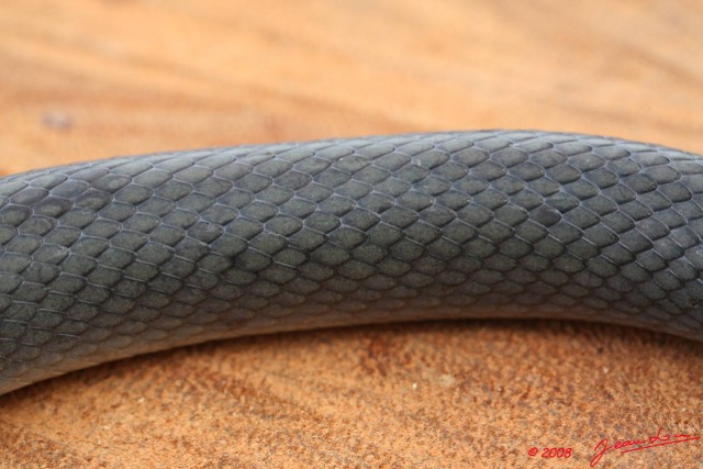 087 Reptilia Squamata Colubridae Serpent 18 (Lamprophis) Boaedon Fuliginosus 8EIMG_16104WTMK.JPG
