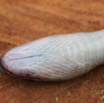 088 Reptilia Squamata Colubridae Serpent 18 (Lamprophis) Boaedon Fuliginosus 8EIMG_16111WTMK.JPG