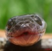090 Reptilia Squamata Colubridae Serpent 18 (Lamprophis) Boaedon Fuliginosus 8EIMG_16127WTMK.JPG