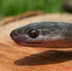 091 Reptilia Squamata Colubridae Serpent 18 (Lamprophis) Boaedon Fuliginosus 8EIMG_16137WTMK.JPG