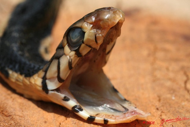 094 Reptilia Squamata Elapidae Serpent 19 Cobra Naja melanoleuca 8EIMG_16618WTMK.JPG